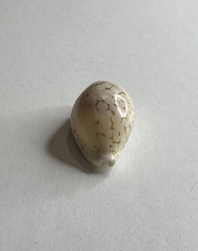 Conchiglia shell cypraea - shell,