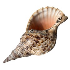 Grand Coquillage Naturel