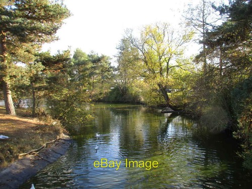 Photo 6x4 ornamental - ornamental, pond
