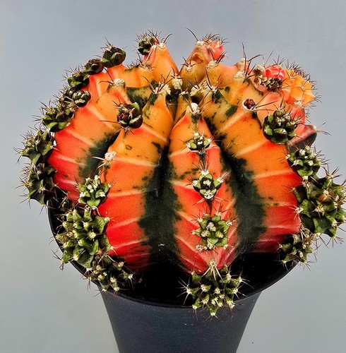 Grande cactus fantasiato - grande,