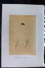 Alga originale art C1875