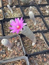 5PCS 1-1,5CM Turbinicarpus