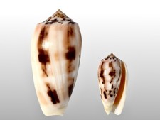 Conidae, Conus striatus f