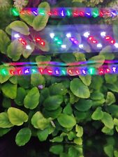 Anubias Nana Piante Acquario Facili