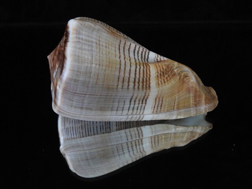 Sea shell conus - sea,