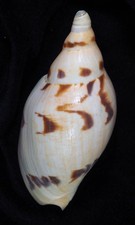 VOLUTA ERICUSA FULGETRUM  LUNISLIGATA TOP #2