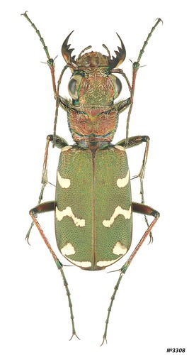 Coleotteri cicindelidae - coleotteri,
