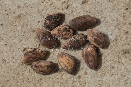 Pinus pseudostrobus semi - pinus, pseudostrobus,