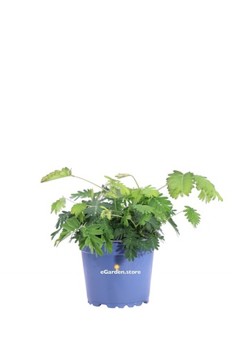 Pianta mimosa sensitiva - pianta,