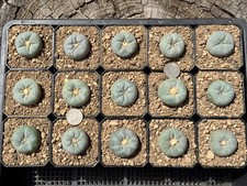 Ariocarpus Astrophytum