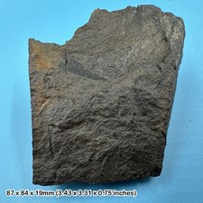 British fossil fern plants -