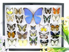 Vere bellissime farfalle