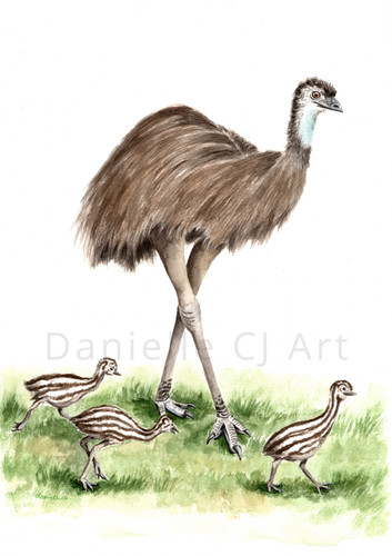 Watercolour emu and - watercolour,