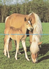 D193749 Haflinger mare with