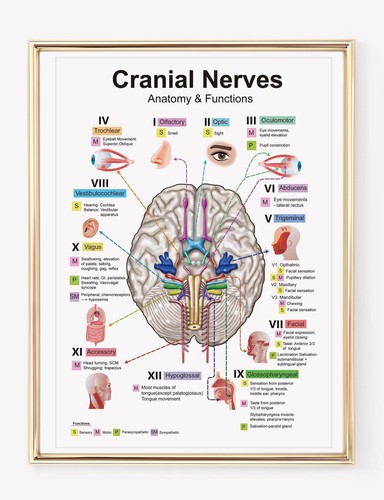 Poster cartella medica - poster,