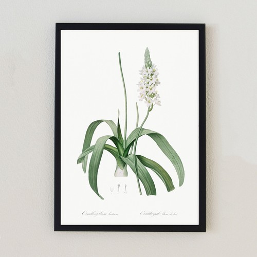 Illustrazione fiore botanico