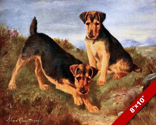 Spirited welsh terrier cani - spirited,
