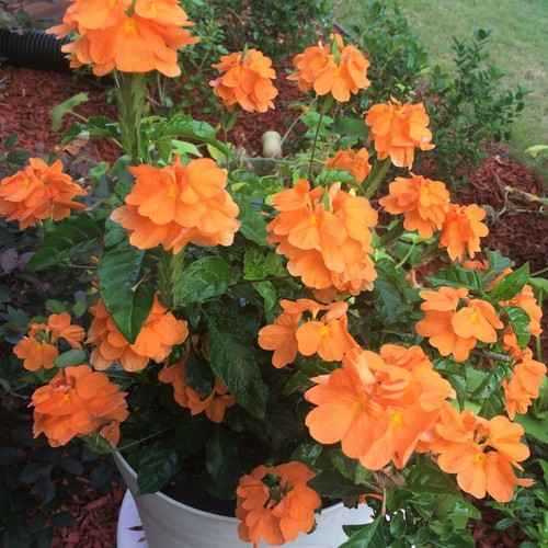 Crossandra infundibuliformis