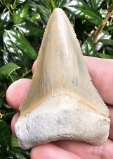Lee Creek Megalodonte Dente di
