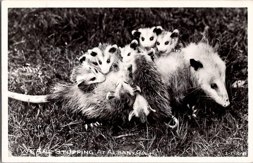 Cartolina epoca opossum - cartolina,