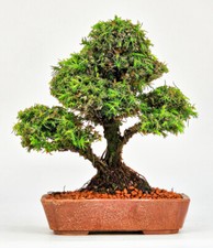 Bonsai di Abete falciforme