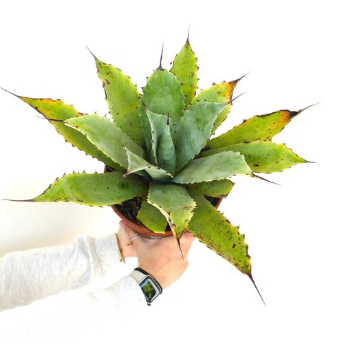 Agave hybrid salomonii - agave,