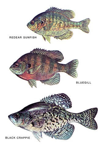 Poster sunfish - poster,