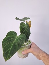 Philodendron SPLENDID Baby Plant