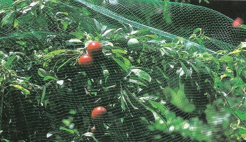 Rete antiuccelli protezione - rete,