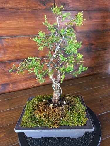 Bonsai ginepro visita il - ginepro.,