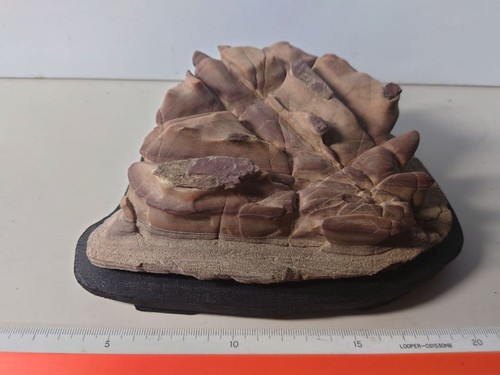 Pietra giapponese suiseki - pietra,