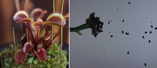 Semi dionaea muscipula - di,