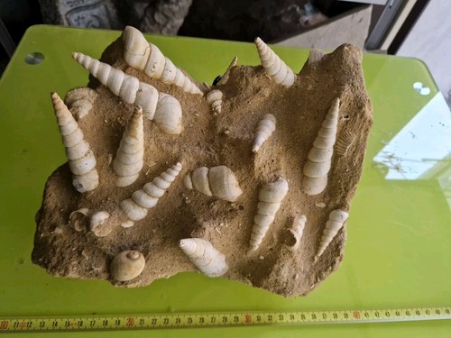 Enorme bivalve gasteropodi - bivalve, e
