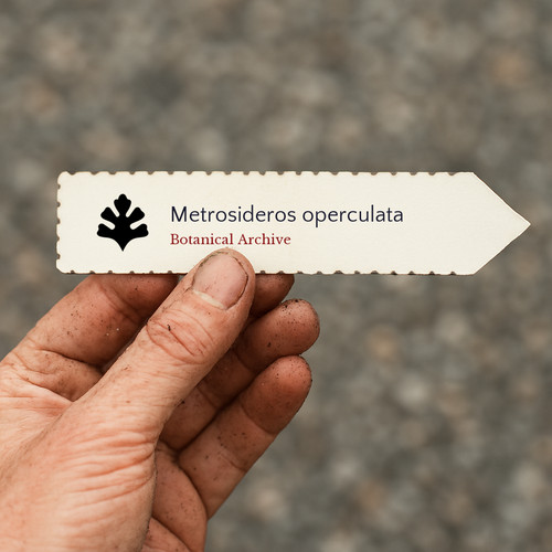 Metrosideros operculata 10 - metrosideros, |