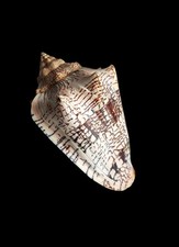 SHELL CONCHIGLIA VOLUTA EBRAEA