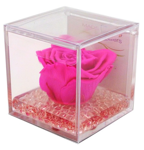 Rosa fucsia fiore - fiore, vero