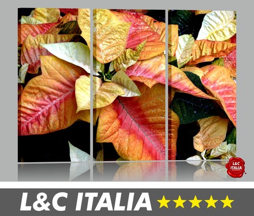 Croton quadri moderni - croton, 3