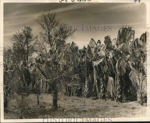 1962 stampa foto washingtonia - foto,