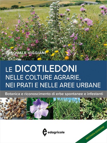 Dicotiledoni nelle colture - dicotiledoni,