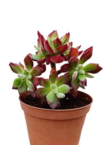 Echeveria pulvinata devotion