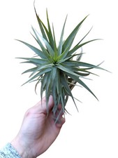 Tillandsia bergeri pianta