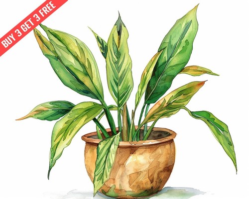 Aspidistra pianta ghisa - , in