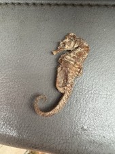 Cavalluccio Marino Essiccato Vintage Collezionismo 