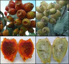 Mix semi Fico d'India Bianco +