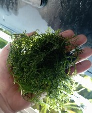 Grande Porzione di Muschio Christmas Moss Per Acquario 