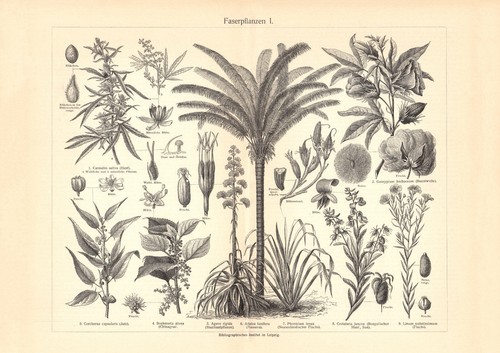 Piante fibra stampa - piante, i.