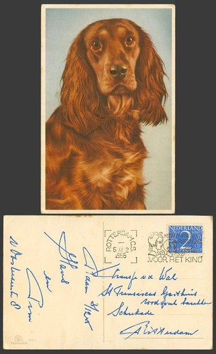 Cocker spaniel dog puppy - dog,