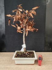 bonsai  di carpino   h 45 cm visita il negozio