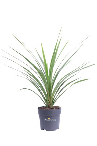 Pianta cordyline australis - pianta,