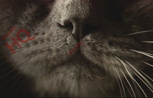 Picture postcard cat british - picture,